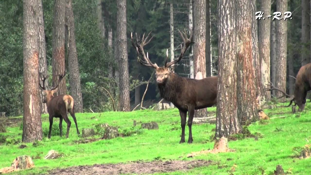 Brunftzeit beim Rotwild im Naturwildpark Granat