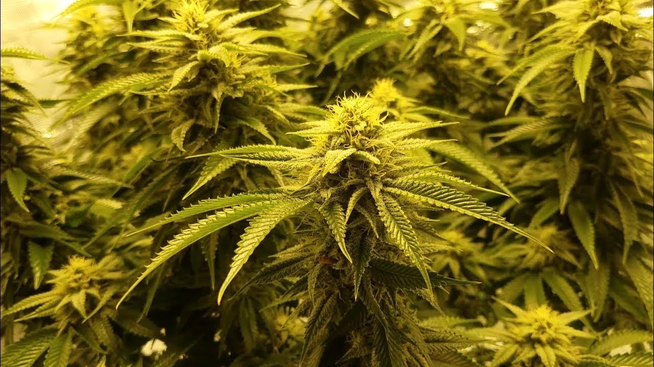 Grow 1: Milk n Cookies Week 5 Flower HLG 260 v2 Soil 3x3