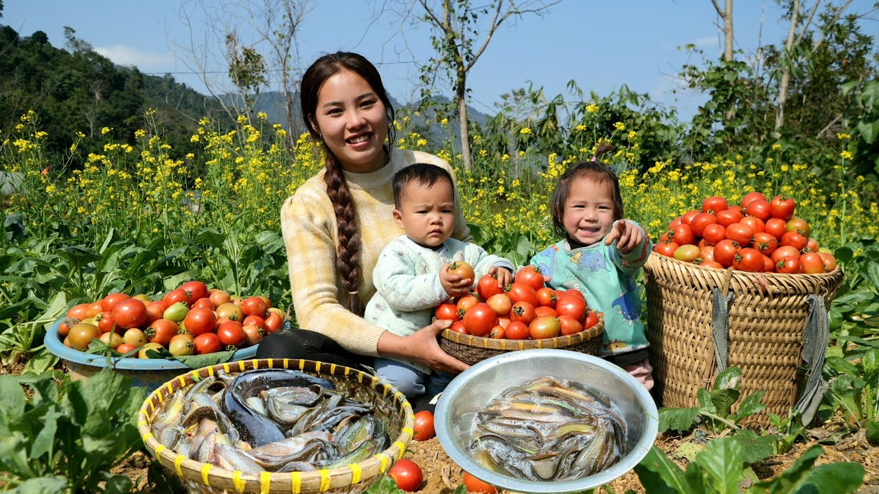 How to harvest tomatoes to sell at the market - catch fish, trap fish and cook with your children