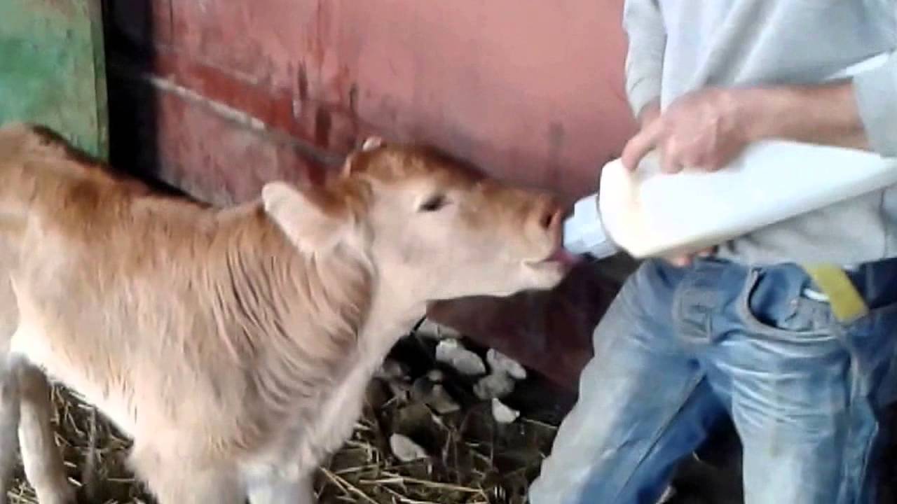 Choto a biber&oacute;n - Ganader&iacute;a Soto Fresnos - Febrero 2015