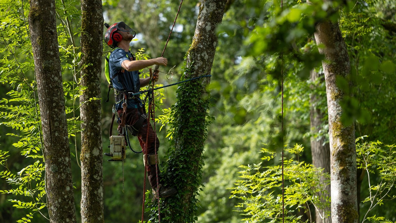 Ash Dieback Removals - Part 1 : Full Job Arborist POV