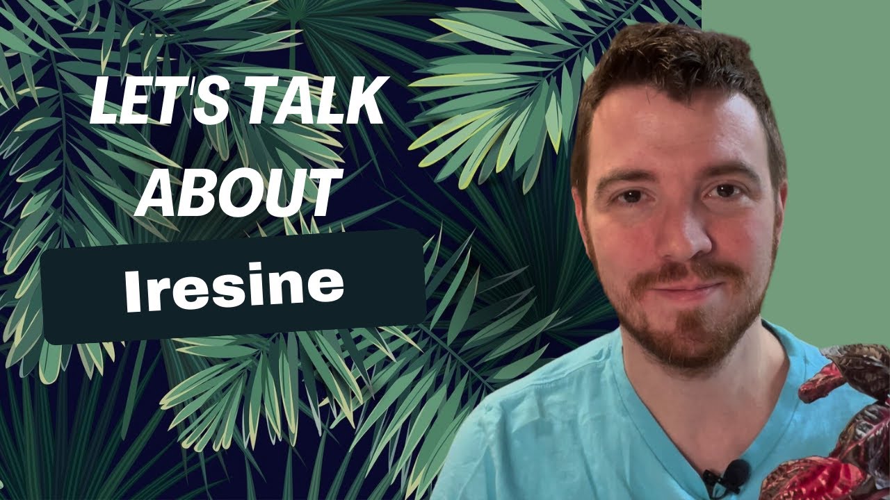 Let's Talk about Iresine