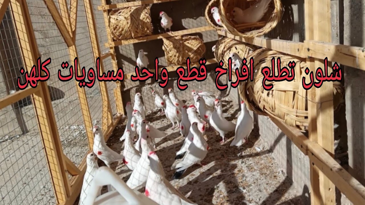 شلون تطلع افراخ قطع واحد مساويات كلهن بريشه وحده تعالو شاهدو /2024/10/2