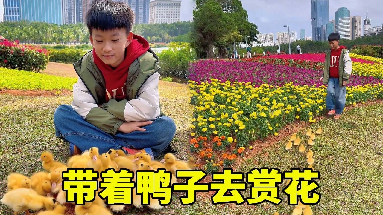 带着鸭子去赏花，没想到会这么听话，说吃饱不吃花就不吃花！！