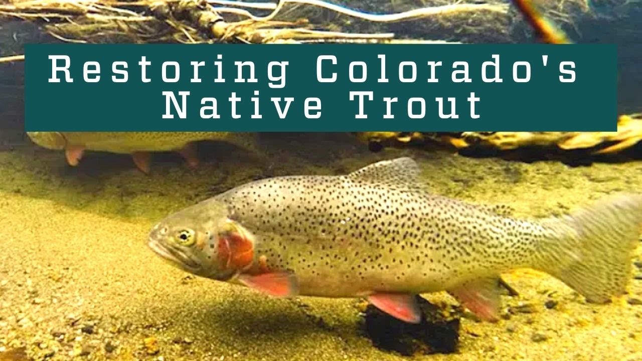 Restoring Colorado's Native Trout