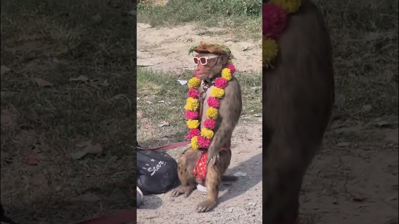 Monkey show in street