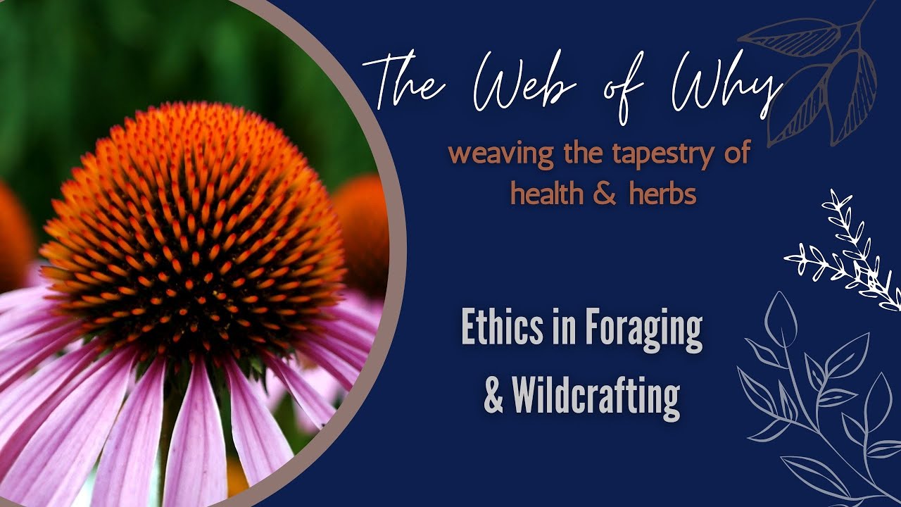 Ethics in Foraging and Wildcrafting for Herbs