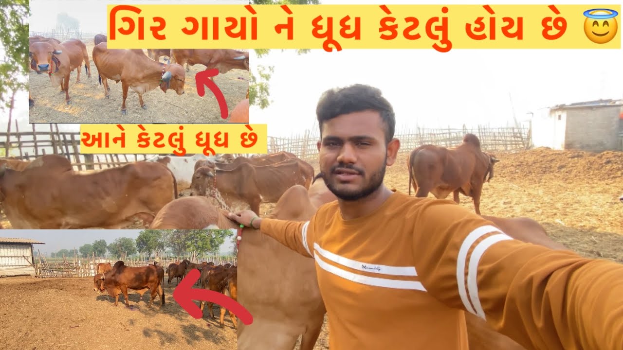 How to gir cow milking-ગીર ગાય ગુજરાત માં મિલ્કિંગ કેટલી છે #gujrat#farming #trending #gir cow