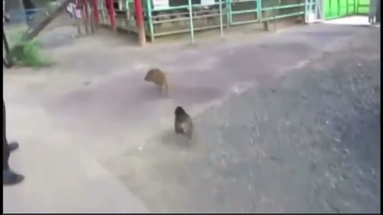 Baby Monkey (Nostalgia 2021)