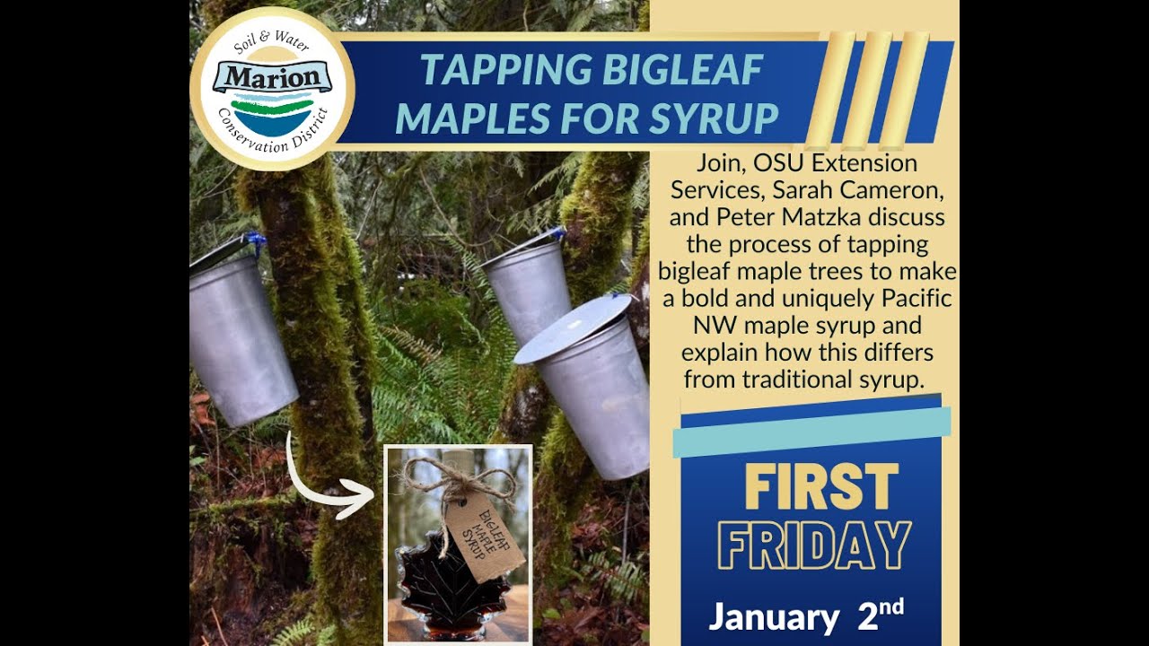 First Friday -  Tapping Local Big Leaf Maples for Syrup