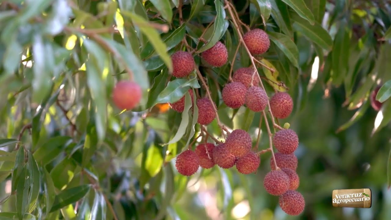 Cultivo de Litchi y Pimienta Injertada