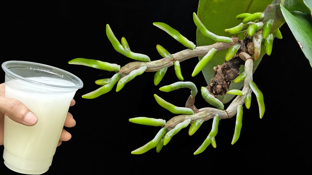 500 times stronger than coffee! The weakest rootless orchid immediately becomes strong