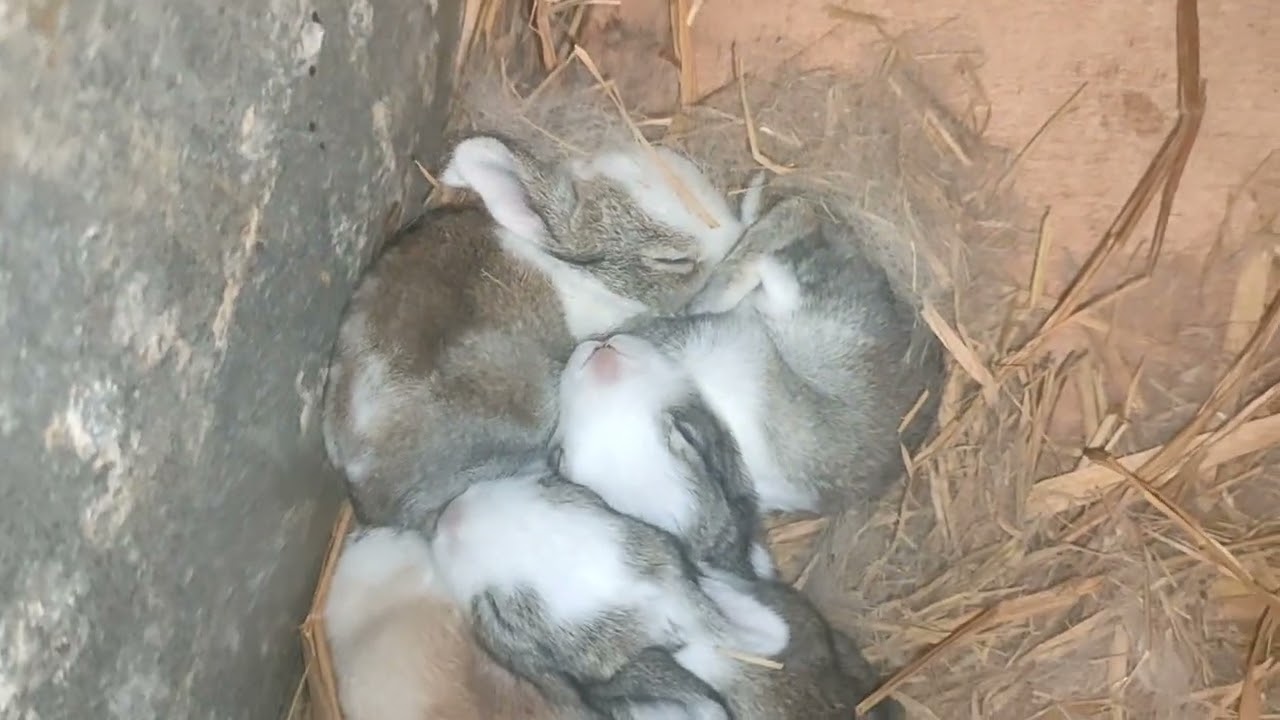 يلا نشوف بيض الوزه اللي عملنا مفاجاه 🦆🦆♥️