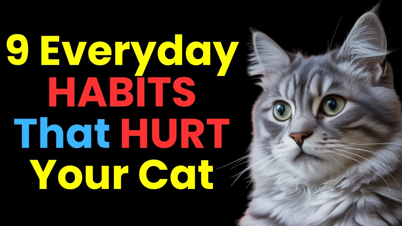 What Your Cat Really Needs from You&mdash;It&rsquo;s Not What You Think!
