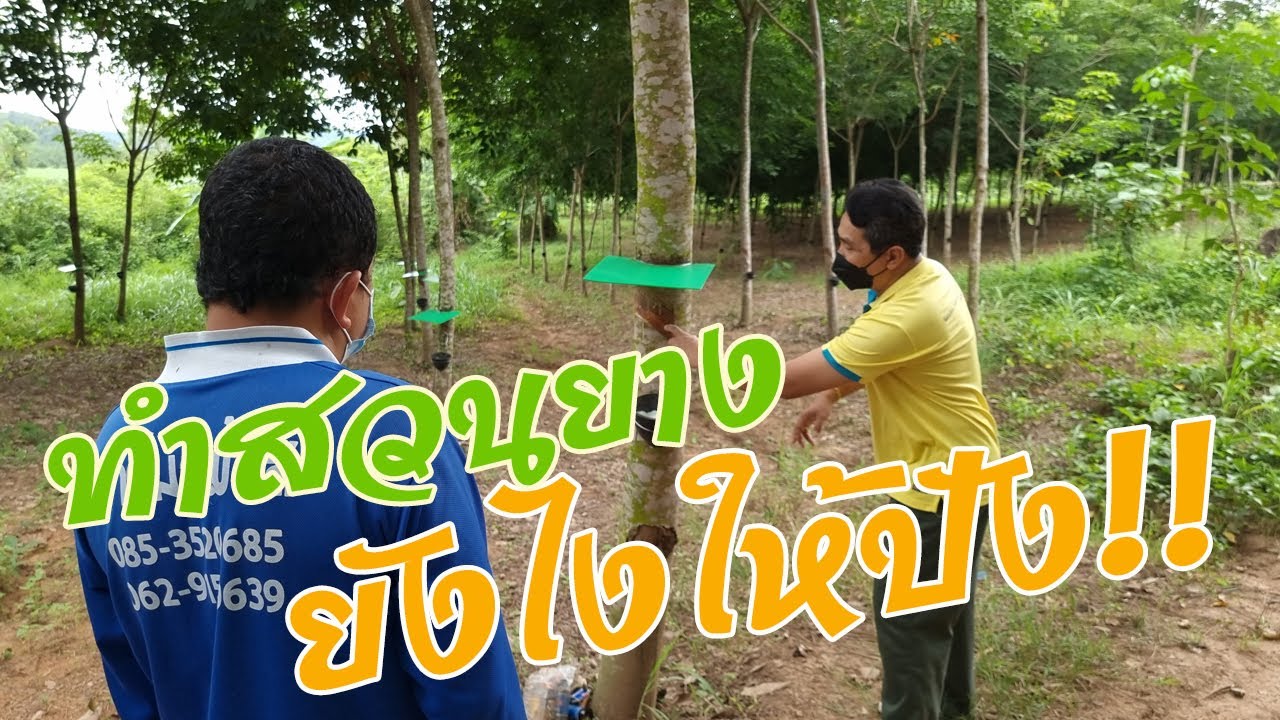 เคล็ดลับการทำสวนยางแล้วได้ผลดี มีวิธีอย่างไร - คนรักษ์ต้นยาง