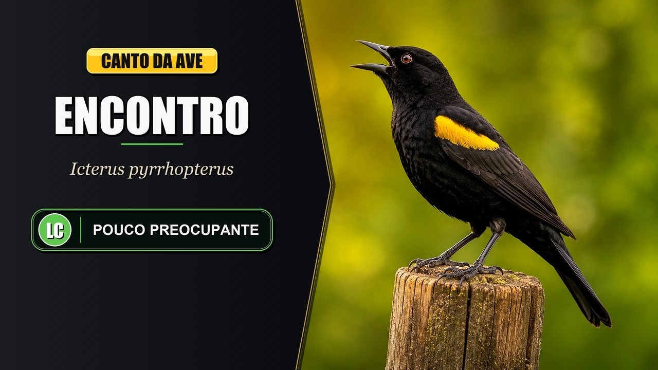 Canto do Encontro / Melro / Primavera / Pega / Inhapim | Variable Oriole | Icterus Pyrrhopterus