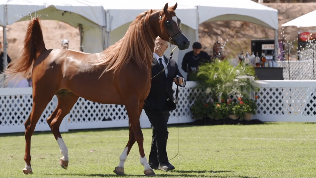 ✨ ROYAL ARABIANS ✨ Get to know their reality, from within. 🎯