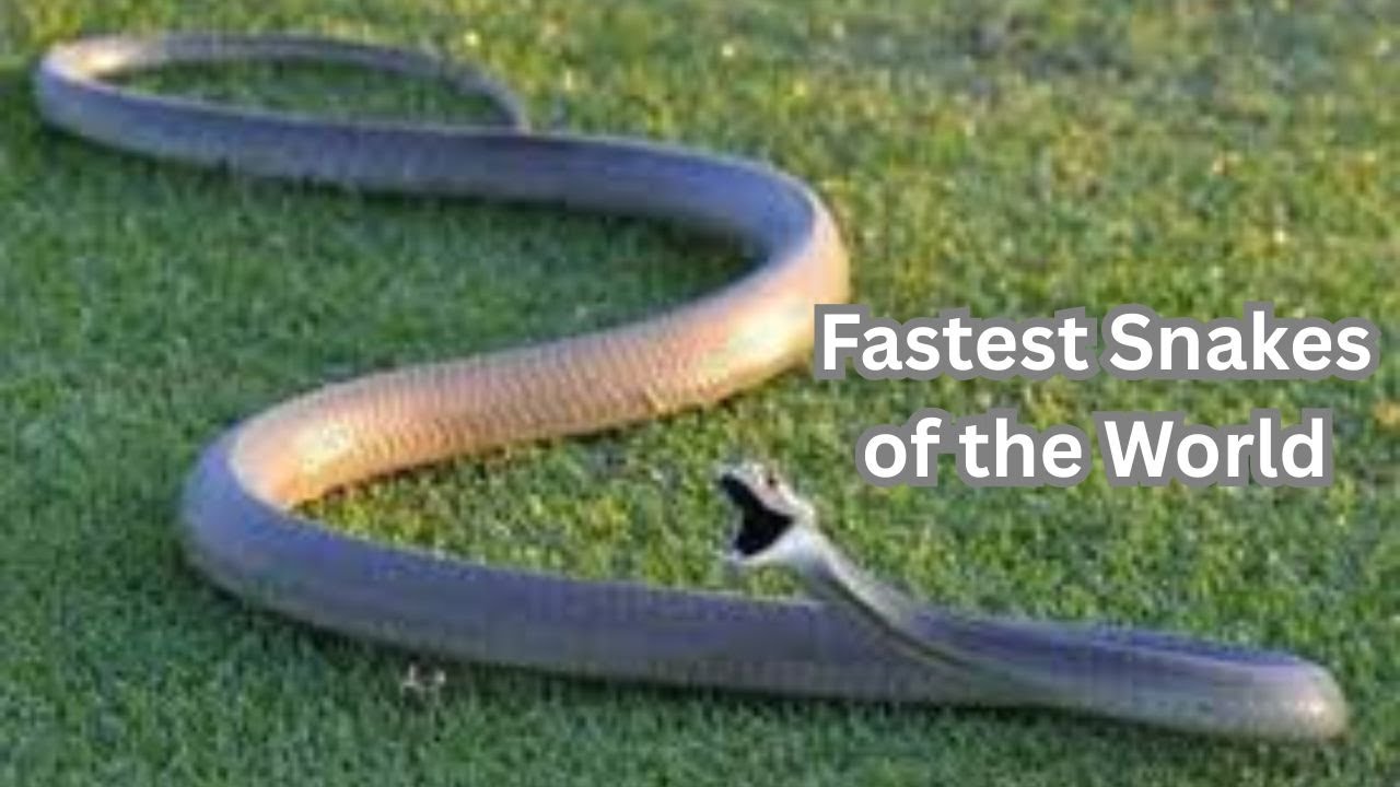 Fastest Snakes of  the World : Top Ten Speedy Serpents
