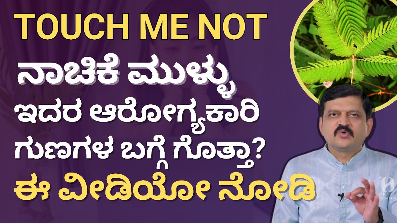 Touch Me Not, ನಾಚಿಕೆ ಮುಳ್ಳಿನ ಆರೋಗ್ಯಕಾರಿ ಗುಣಗಳು | Dr Hegde Nisarga | Nisarga Mane