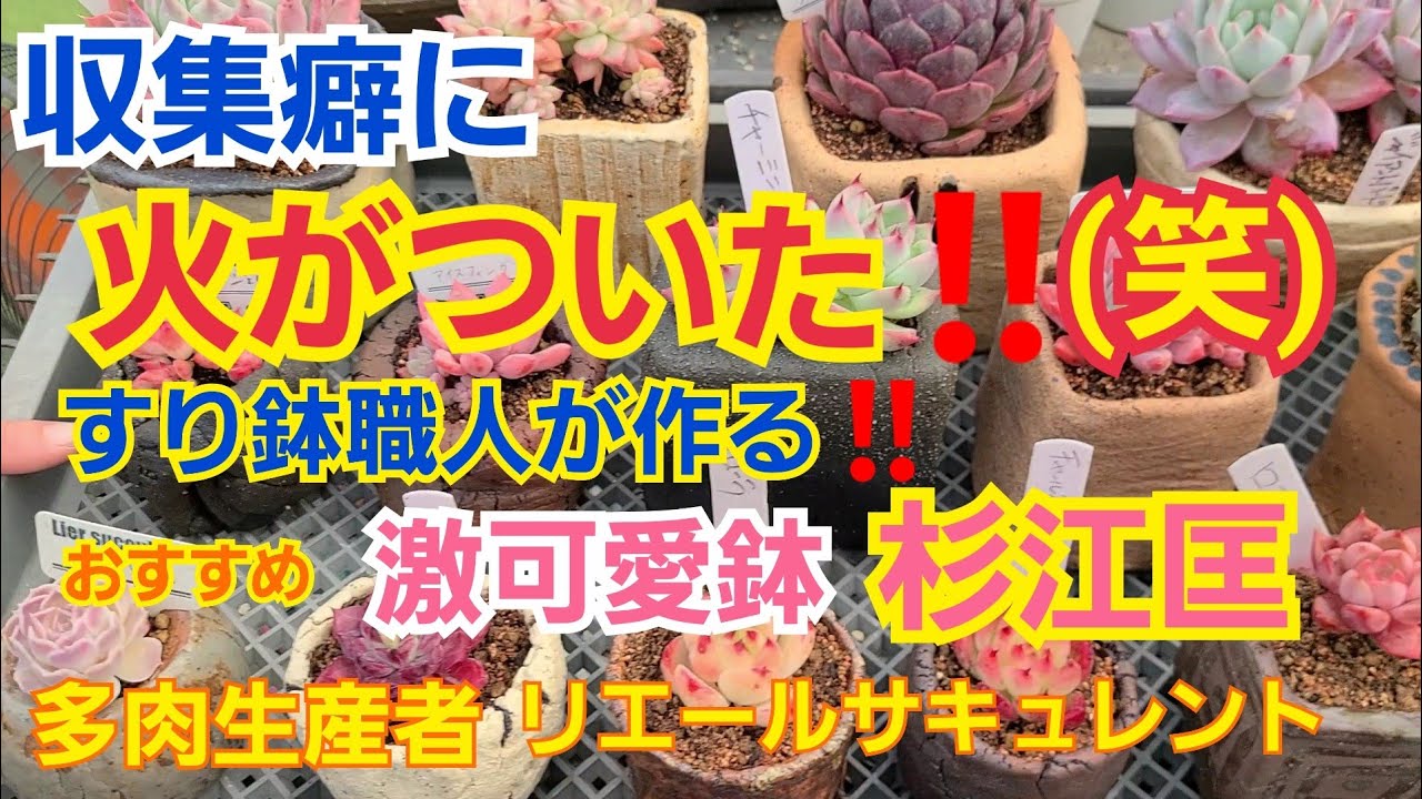 【多肉植物】【ガーデニング】収集癖に火がついた‼️(笑)激可愛い鉢に植え替え🎵2022年1月22日