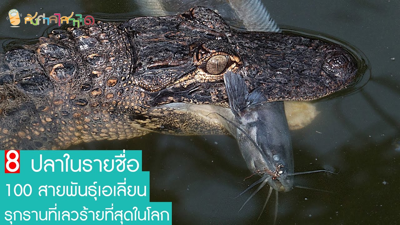 ปลา 8 ชนิด ที่อยู่ในรายชื่อ 100 สายพันธุ์เอเลี่ยนรุกรานที่เลวร้ายที่สุดในโลก