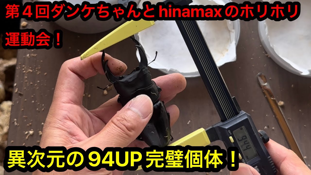 【オオクワガタ】第４回ダンケちゃんとhinamaxのホリホリ運動会【hinamaxブリードver.】