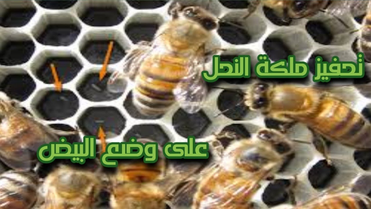 كيفية تحفيز ملكة النحل على وضع البيض