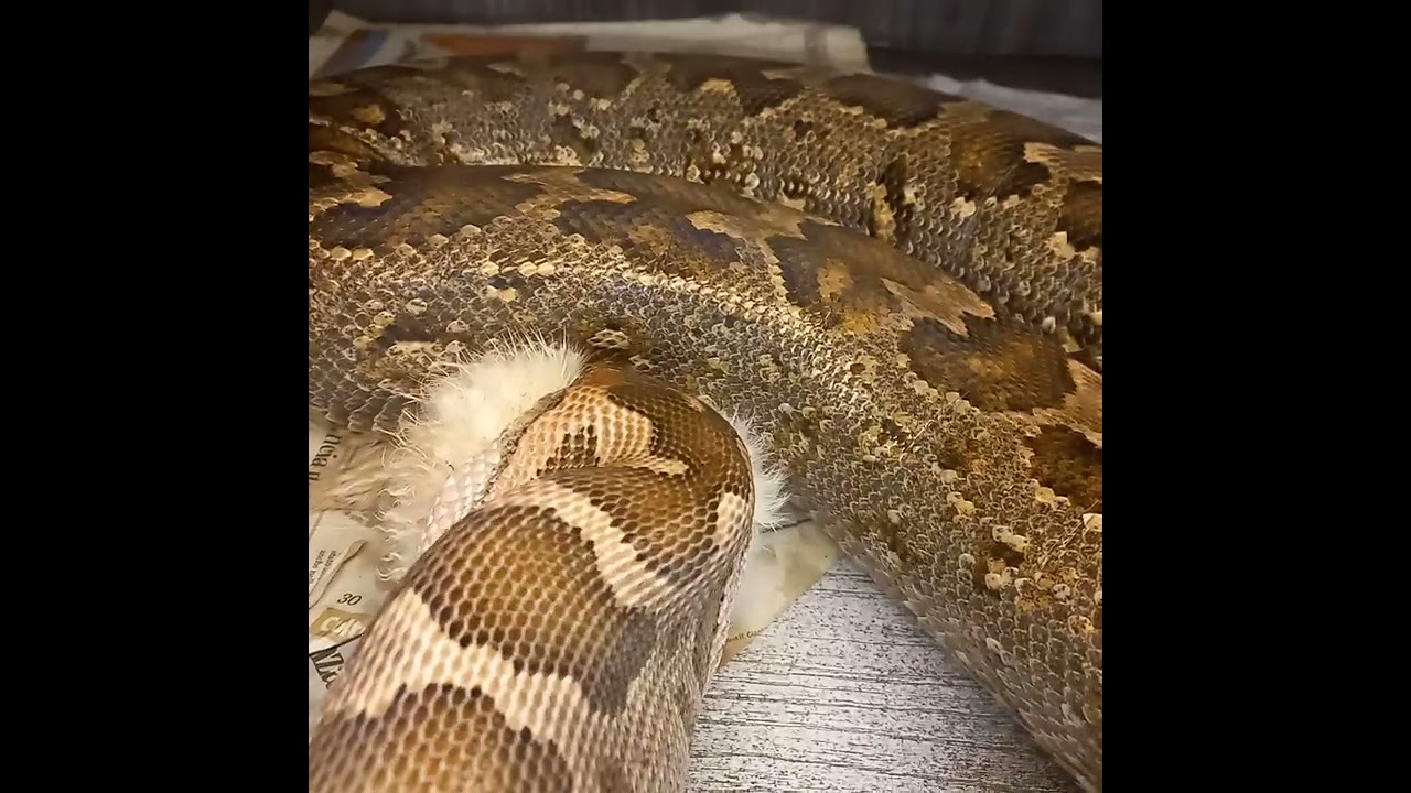 Python pimbura ❤indian rock Python