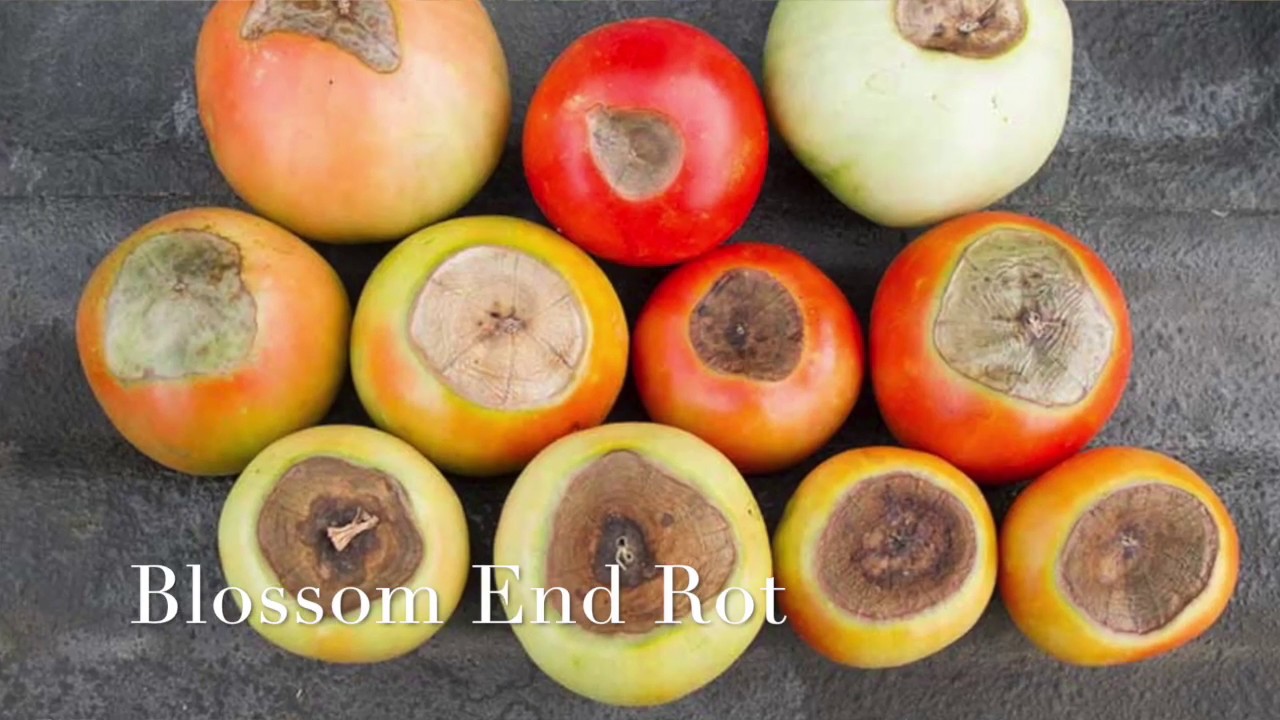 Common Tomato Problems
