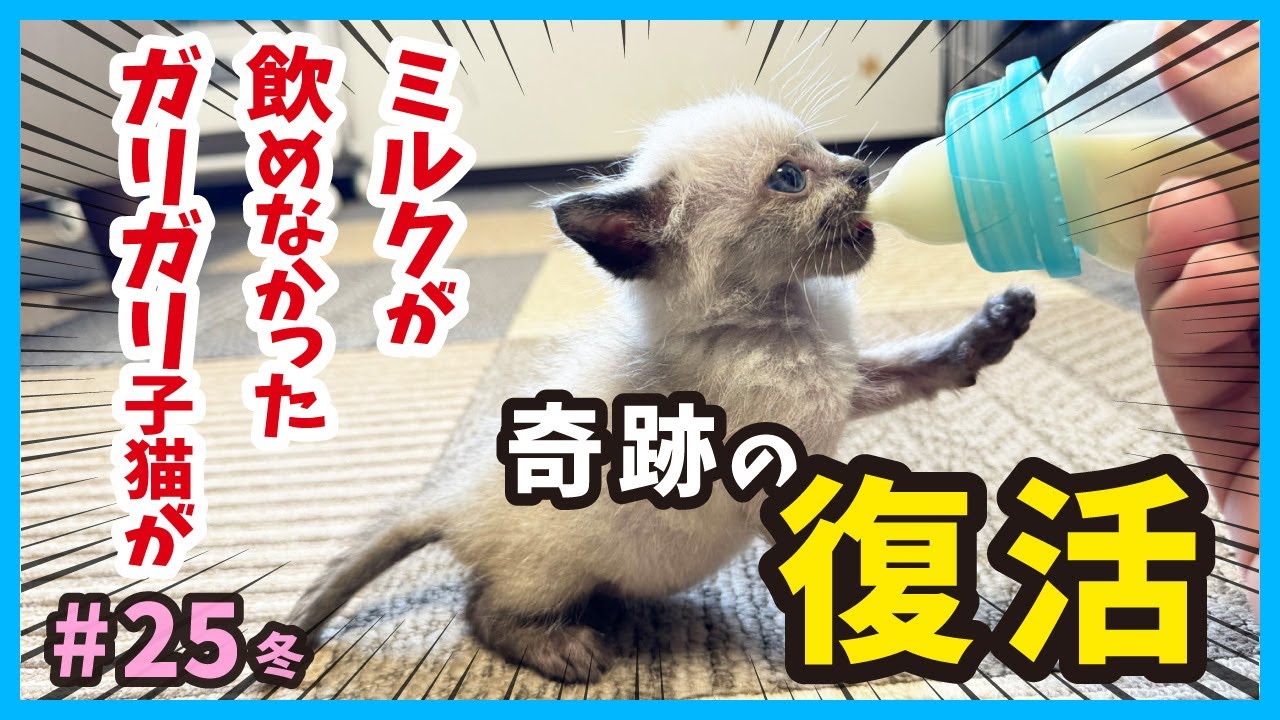 【子猫 奇跡に感動】ガリガリでミルクを飲めなかった子猫が、完全復活のミルク姿を見せる日‥。真冬に保護した赤ちゃん猫たちの成長記録。（冬25）