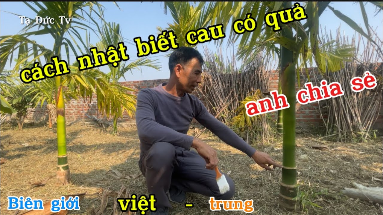 cách nhận biết cây cau sau này có quả