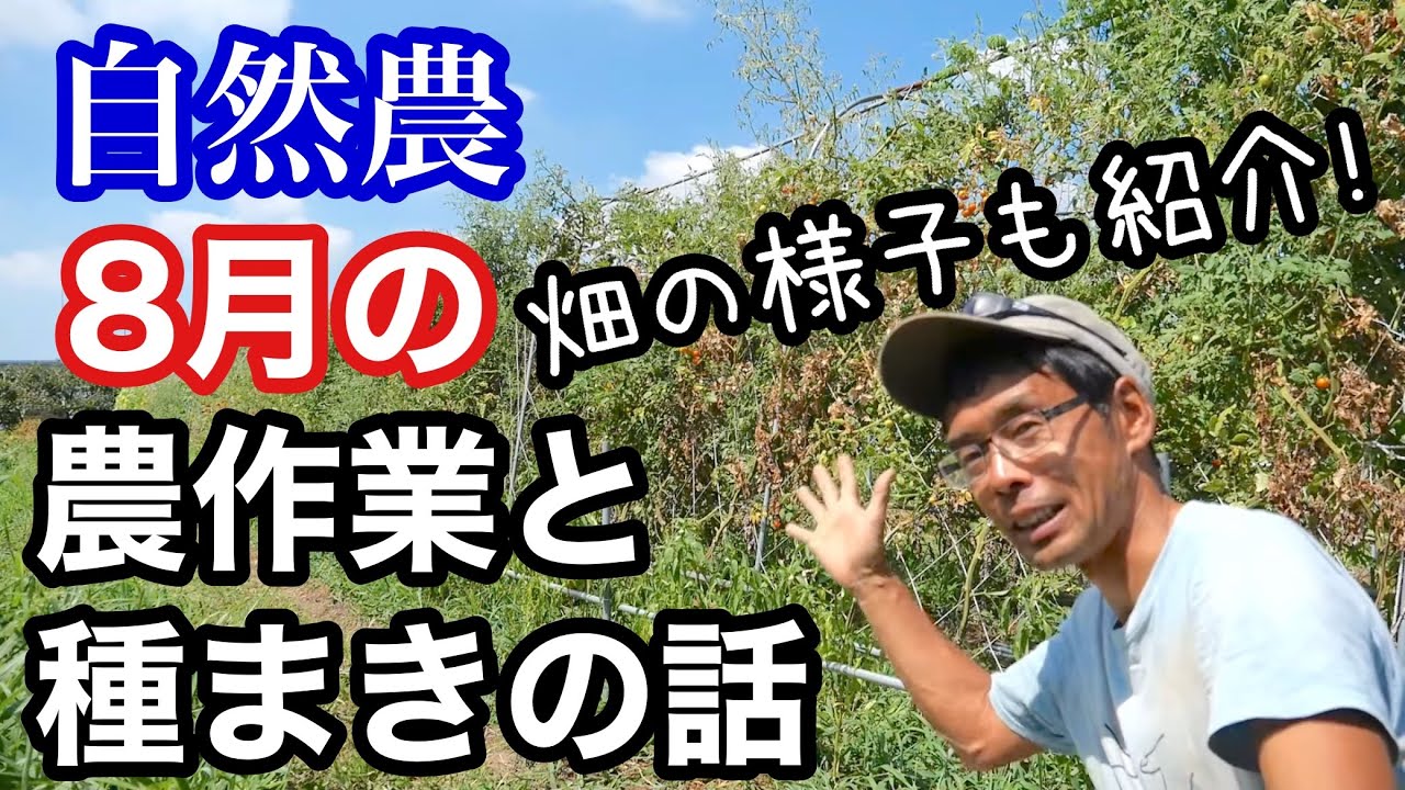 【自然農】8月の農作業と種蒔きについて/畑の様子も紹介《無農薬/無施肥/無化学肥料/夏野菜》