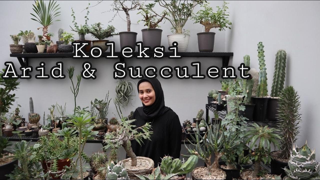 ARID & SUCCULENT: TANAMAN EKSOTIS, UNIK DAN ARTISTIK - EP 43