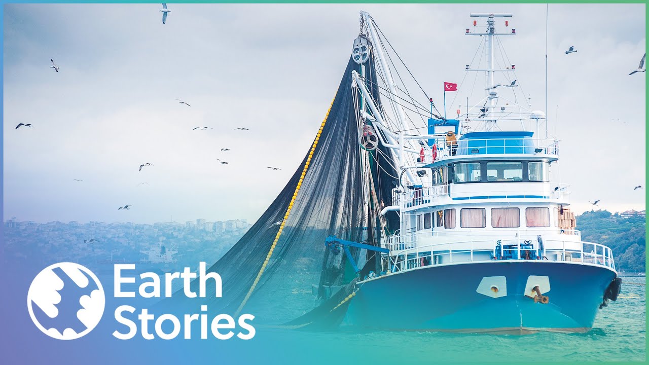 Can We Survive When Oceans Run Out Of Fish? | The End Of The Line