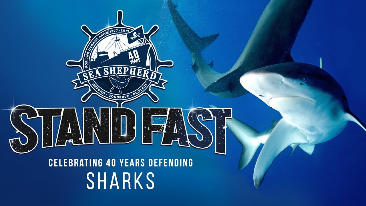 Stand Fast: 40 Years Defending Sharks
