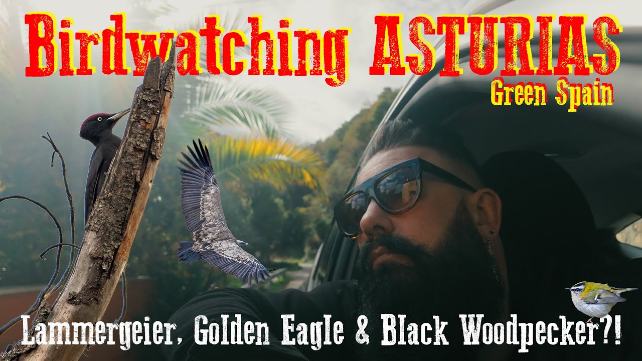 Birdwatching Asturias, Spain - Lammergeier, Golden Eagle & Black Woodpecker! 😲