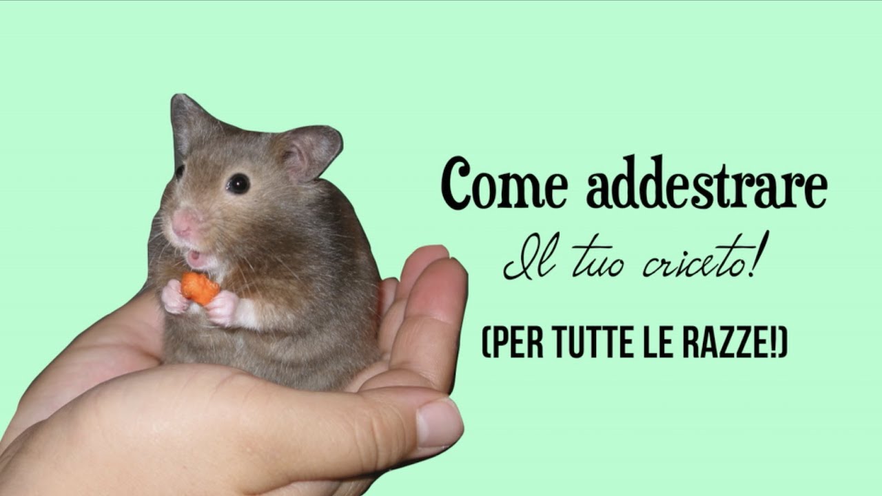 COME ADDESTRARE UN CRICETO! 🐹🐾❤️