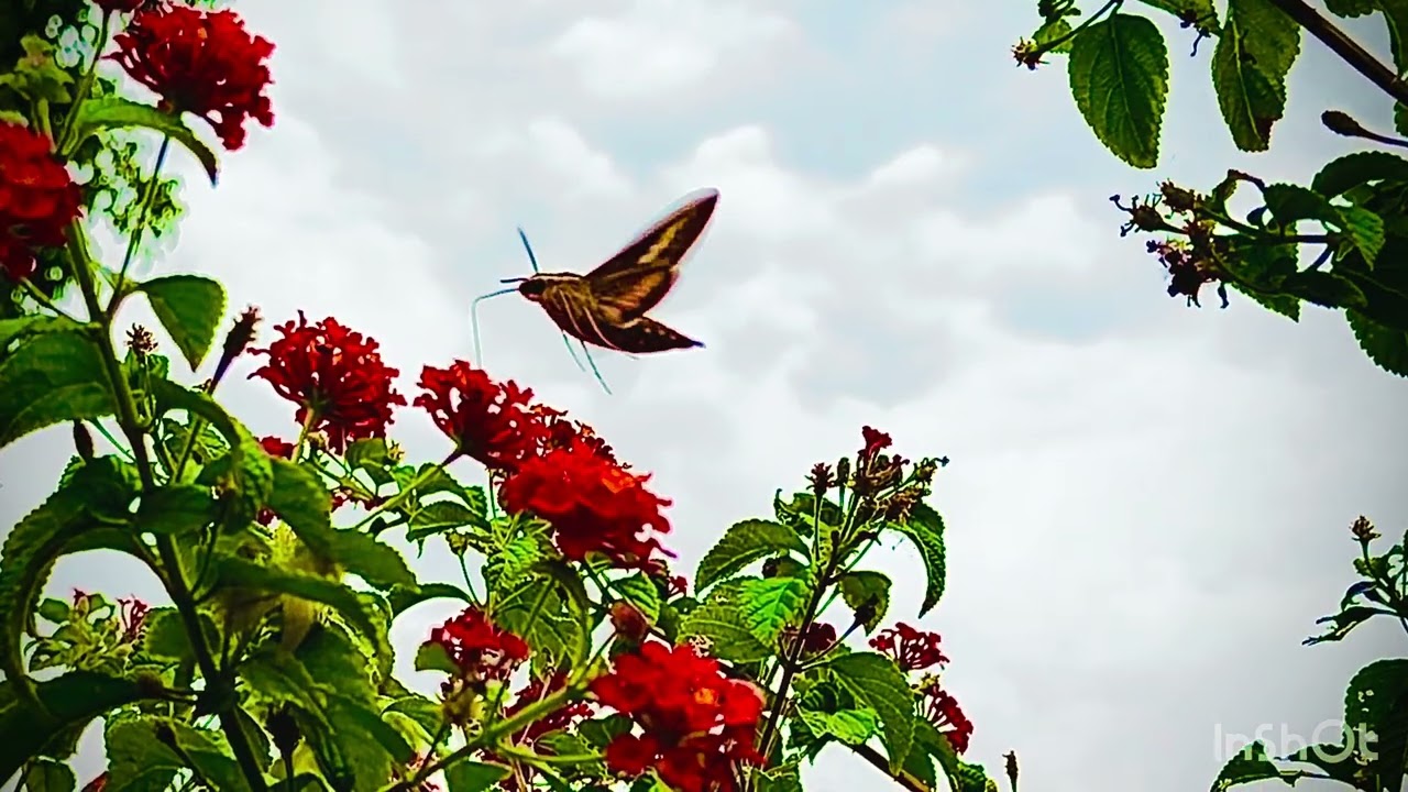 Hummingbird Moth