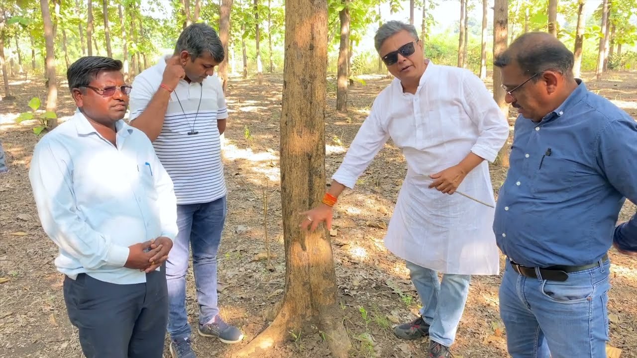 Termite Infection Update | Sagwan Farming| Teak Tree Cultivation | 30+ Years | Agro Earth