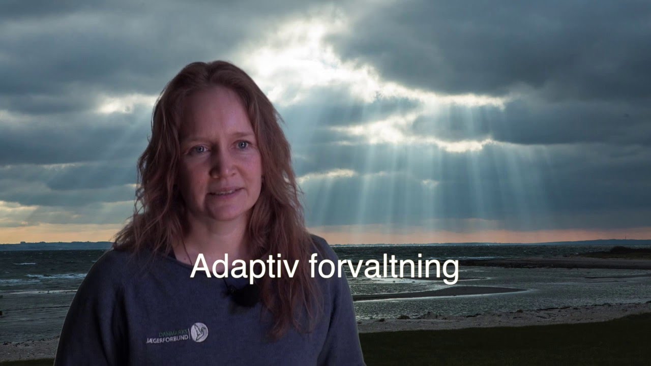 Hvad er adaptiv forvaltning?