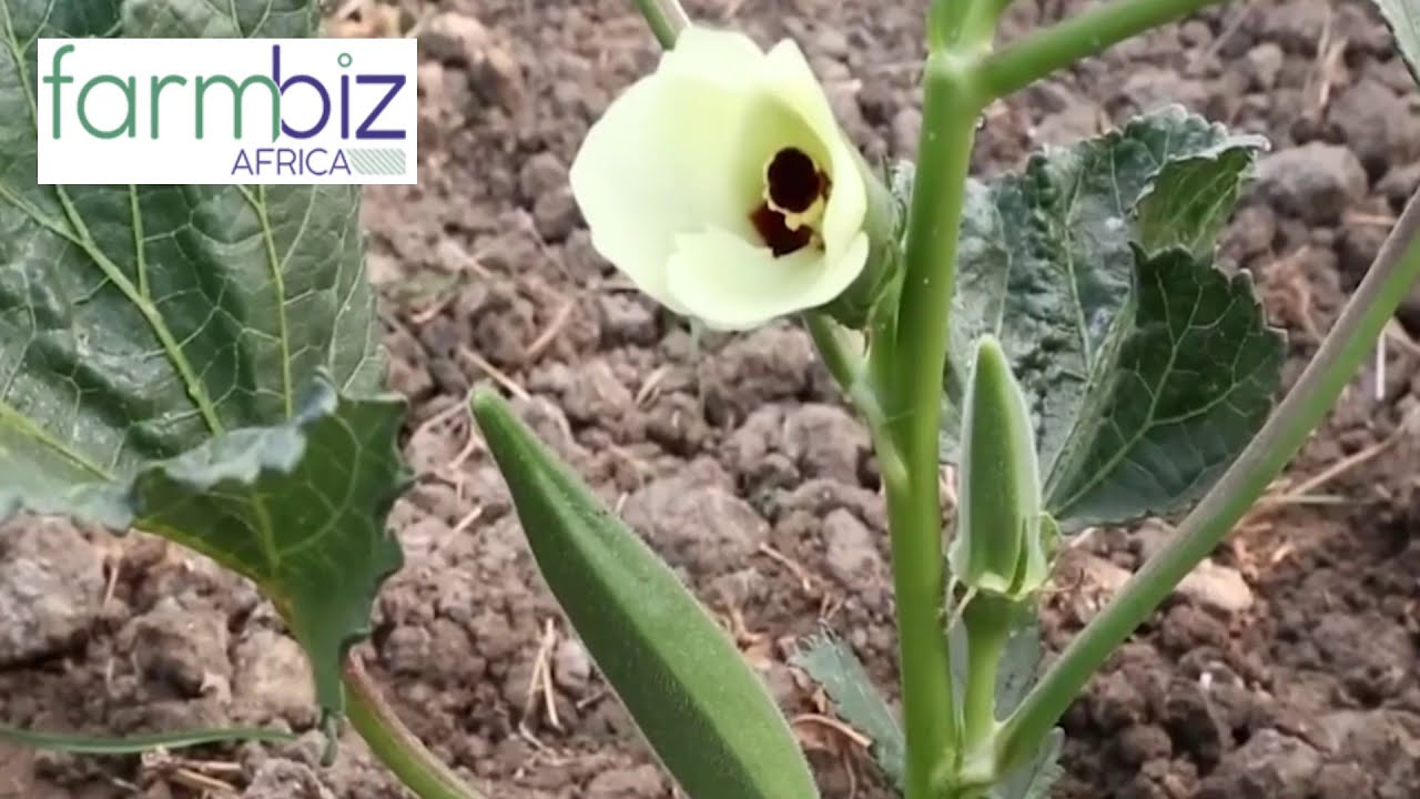 Okra farming, though new in Kenya, can earn you big cash.