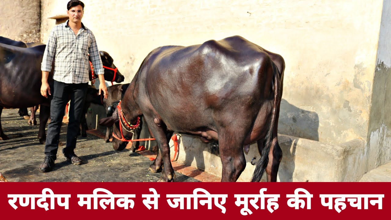 How to Identify a Murrah Buffalo 🐃 मूर्राह भैंस की पहचान क्या है ?