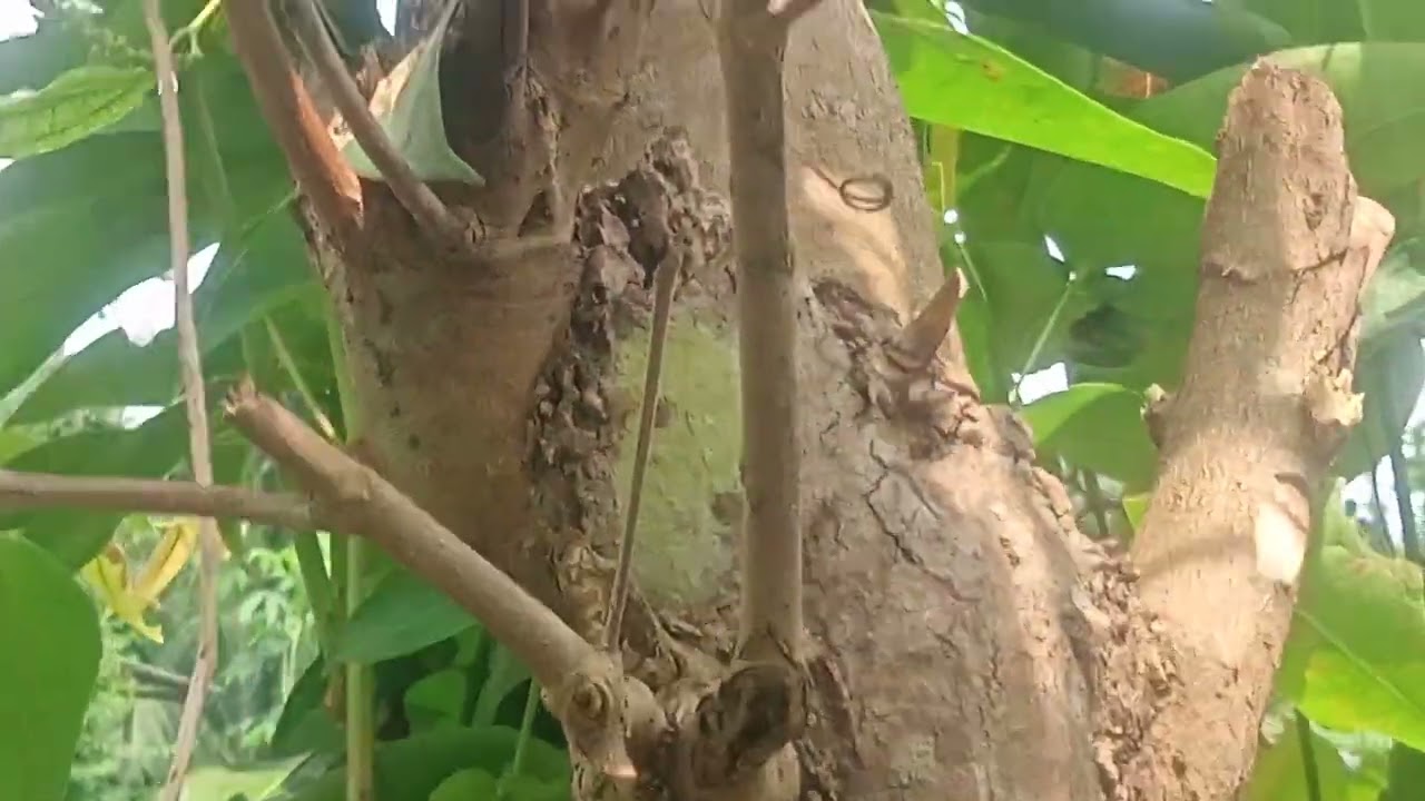 Thợ ghép cây mận nha anh em xem kĩ thuật và học cách chuyển đổi cây giống