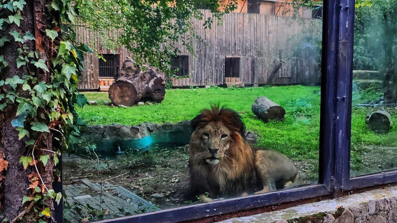 Grădina zoologică din București | Zoo Bucharest 🐯🐺🐃