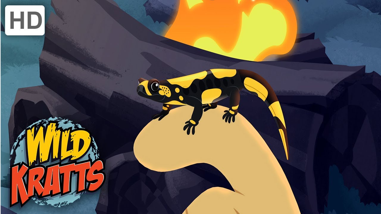 Wild Kratts |Learn about the Fire Salamander|Animals