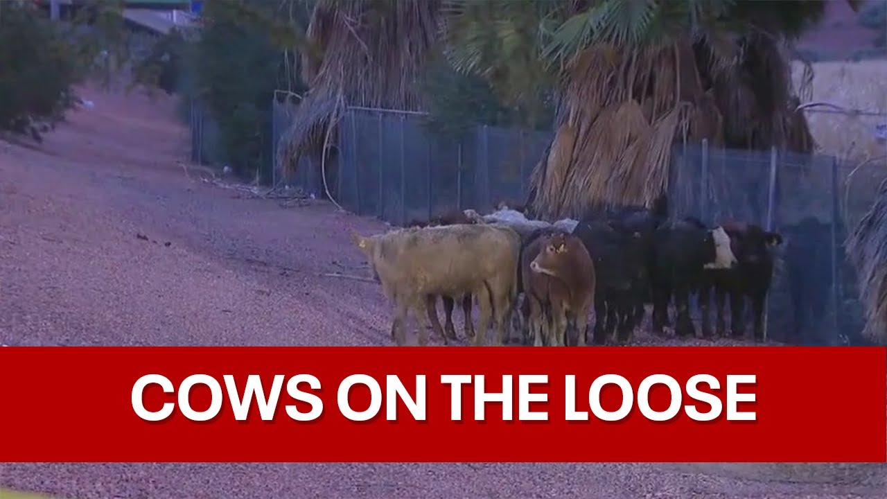 Cows on the loose! Cattle trailer crashes on Loop 101 in Glendale