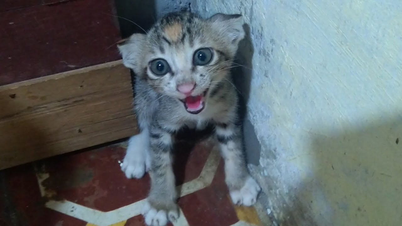 Cute Baby Kitten Scared and Crying Out Loud for Fear of Strangers