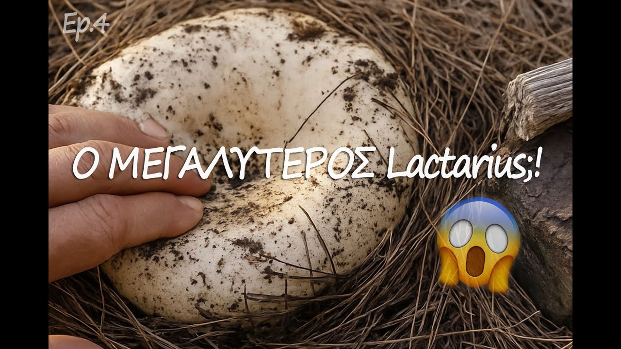 Τεράστιος λακτάριους ντελισιόσους! Ίσως ο μεγαλύτερος που έχω βρει ποτέ! Giant Lactarius deliciosus!