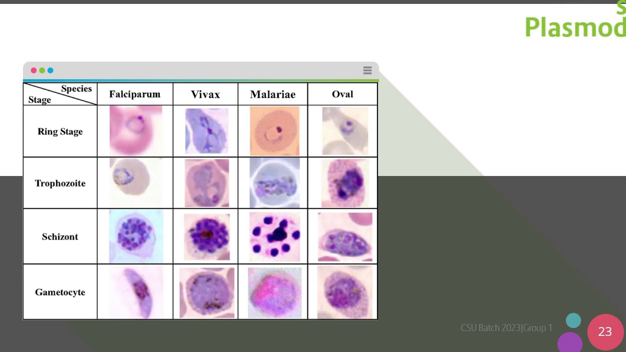 Medical Students Explained: Types of Parasite