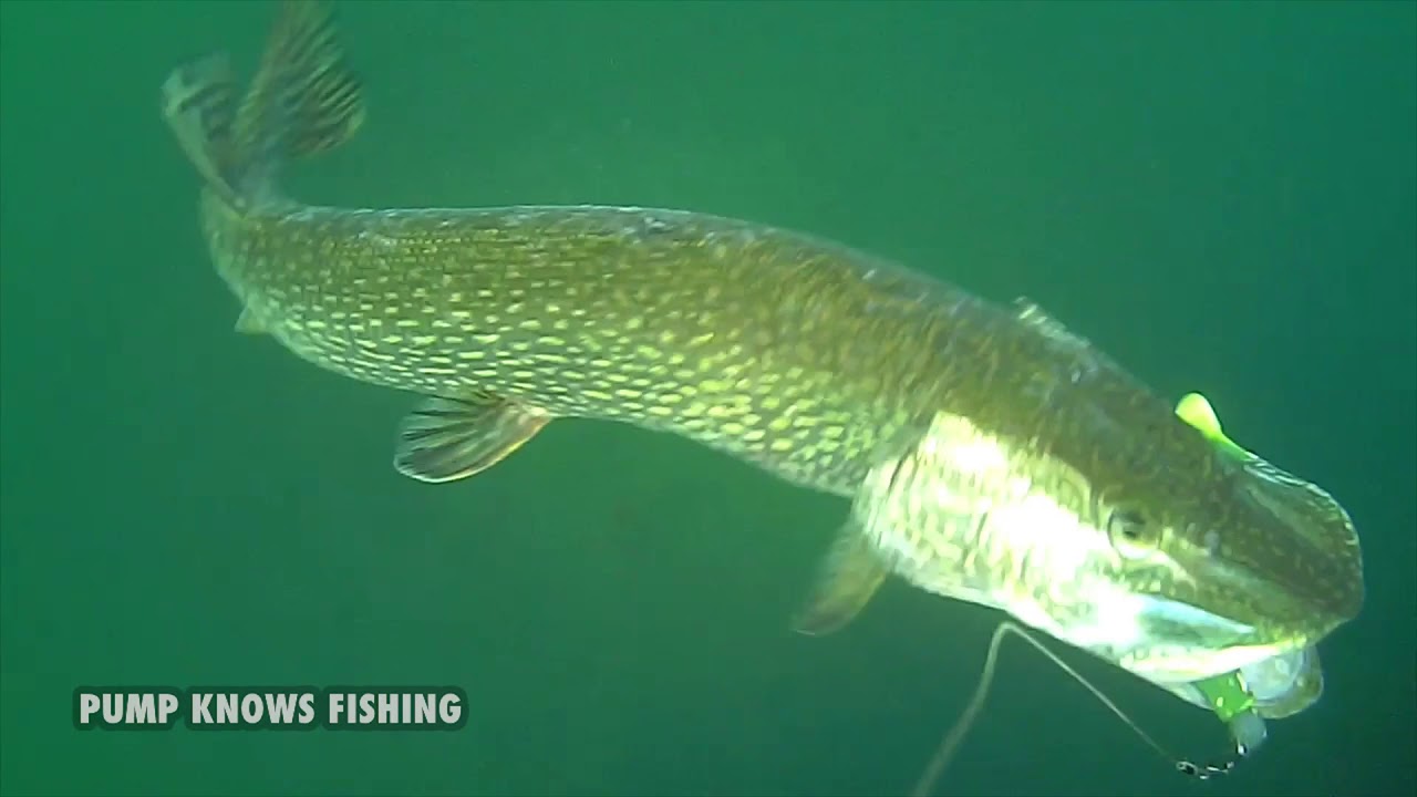Strike Pro Pig Shad Jr - Pike Attacks - Undrwater Footage